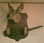 Joes cousin.jpg