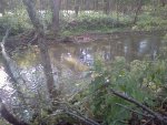 blind river wood duck.jpg