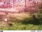 turkeys.JPG