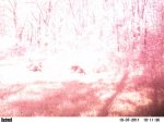 pink.JPG