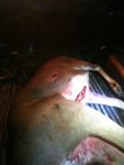 ImageUploadedByTapatalk1318646717.157922.jpg
