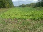 IMG00118-20110920-1551 9-20-11 food plot.jpg