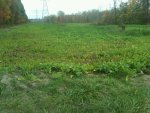 IMG00183-20111012-1622 powerline plot 10-12-11.jpg