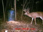 buck1.jpg