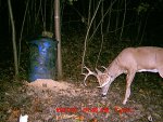 buck2.jpg