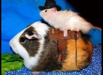 cowboy hampster.jpg