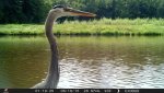 CRANE.jpg