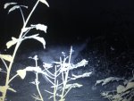 ImageUploadedByTapatalk1435452520.945226.jpg