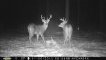 deer pic.jpg