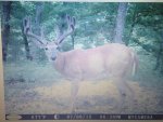 deer pic 2 2015.jpg