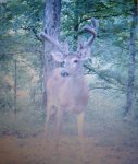 deer pic 3 2015.jpg