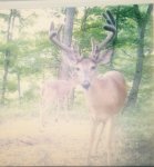 DEER PIC 4 KICKERS.jpg