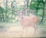 dEER pIC 5 aD.jpg