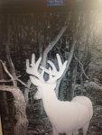 buck15-2.jpg