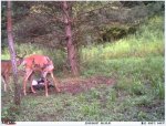 Deer 1.JPG