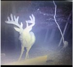 Deer 2.JPG