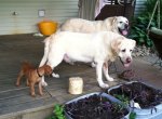 three amigos.jpg