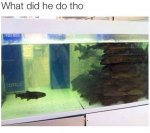 ImageUploadedByTapatalk1439670048.924378.jpg