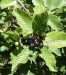 cascara.jpg