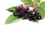 -elderberries-.jpg
