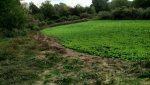 Turnips 2015.jpg