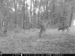 deer2015 005.jpg