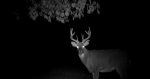 Split brow 10-14-15.jpg