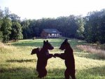 dancing bears2.jpg