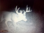 Buck.jpg