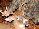 Buck 3.1.jpg
