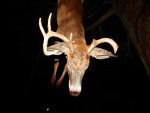 Buck 7.jpg