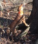 11-25-15 b.jpg 11-25-15 b.jpg