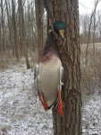 duck.jpg
