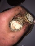 ImageUploadedByTapatalk1454460201.447476.jpg