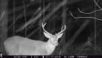 game cam 011.jpg