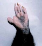 paw_rear_small.jpeg