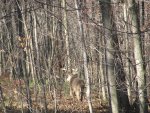 IMG_1036.JPG