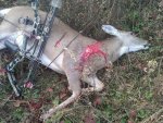 IMG00241-20111113-0845 Nov 13 2011 doe carnage.jpg