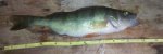 10-8-11_Perch.jpg