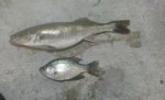 11-15-11_Crappie&Saugeye.jpg