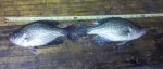 11-6-11_Crappie.jpg