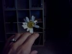 November daisey.jpg