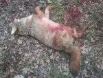 !cid_620 Dec 3 coyote carnage.jpg !cid_620 Dec 3 coyote carnage.jpg