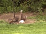 albino turk baby with mom.jpg