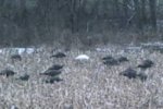 albino turk in flock.jpg