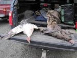 hunted albino turks.jpg