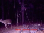 Coon city1.JPG