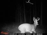 MC 12-08 injured buck.jpg