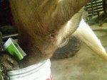 Dec 17 doe exit hole.jpg