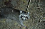 coon.JPG